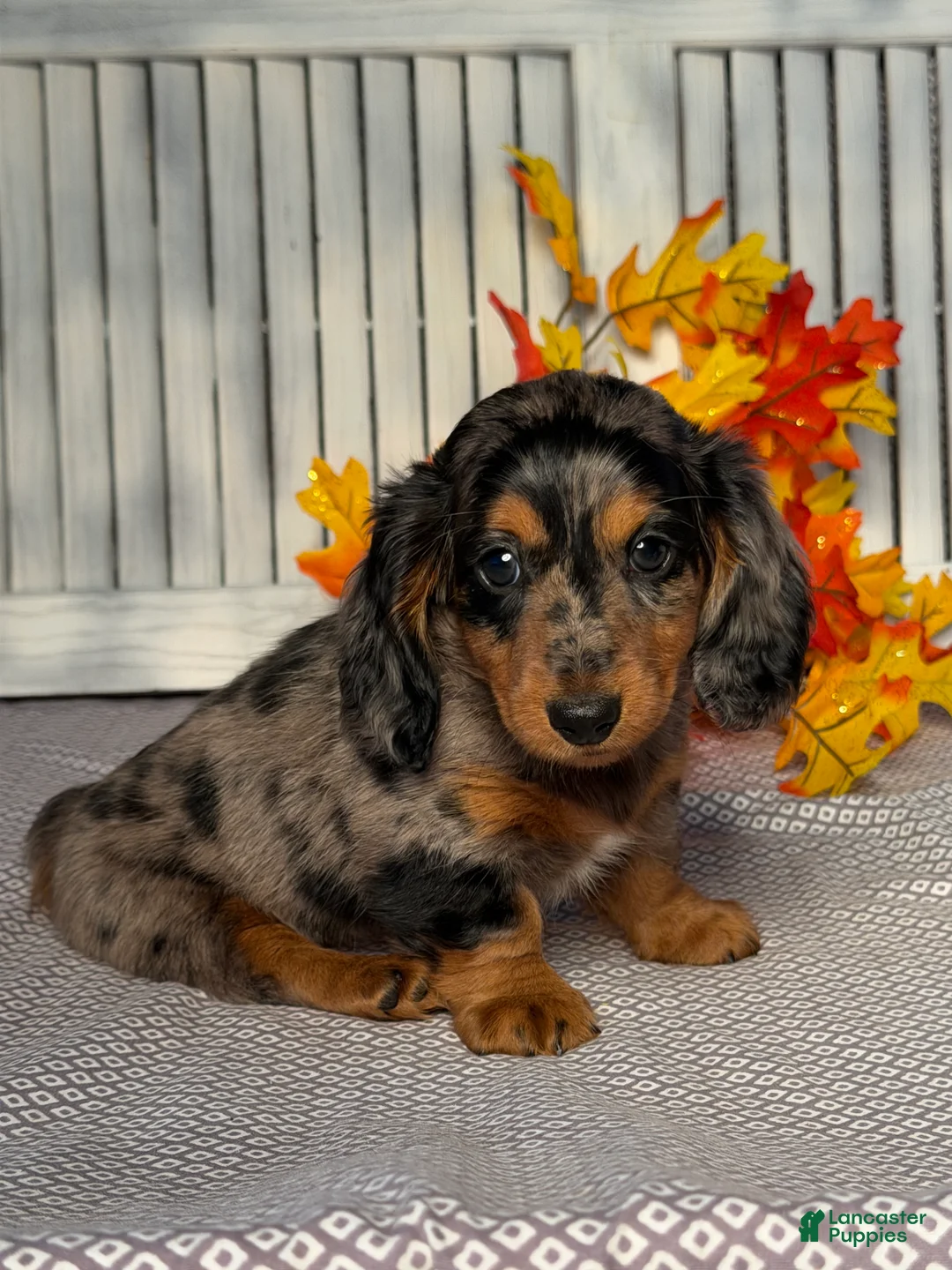 Miniature Dachshund dogs for sale: Annie - Ad 2