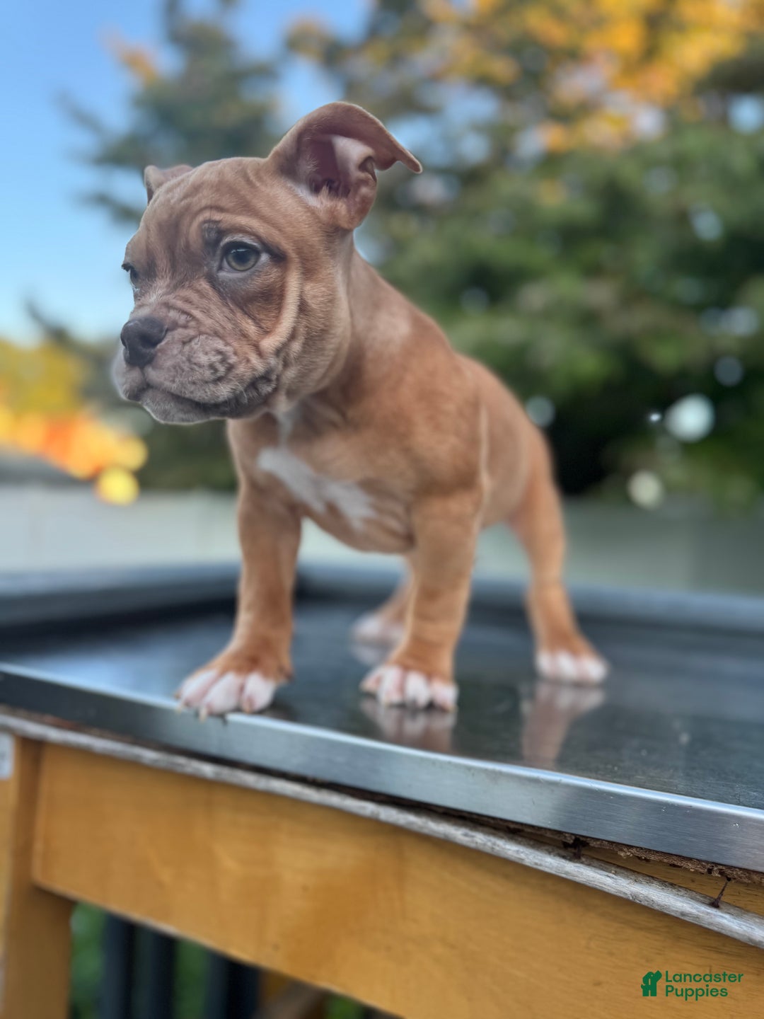 American Bully dogs for sale: Chocolate Fawn Merle - Ad 2