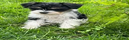 Miniature Schnauzer dogs for sale: Levi - Ad 9