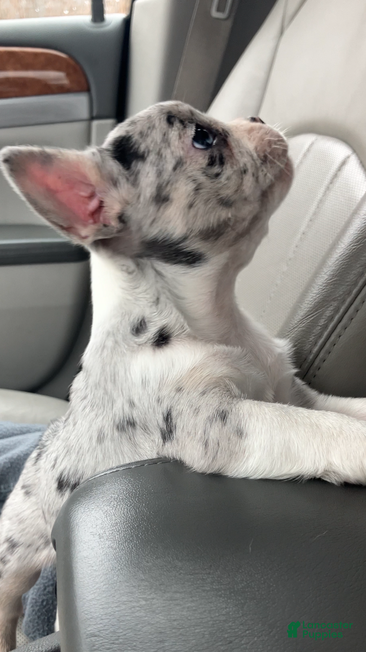 French Bulldog dogs Journey - Ad 2