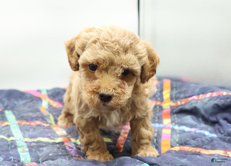 Toy Poodle dogs Apricot Boy - Ad 2