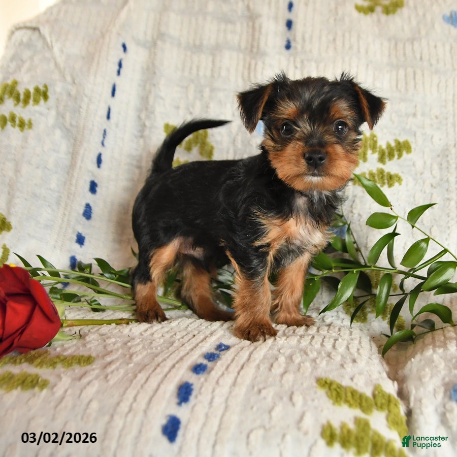 Yorkshire Terrier dogs Jazzie - Ad 1