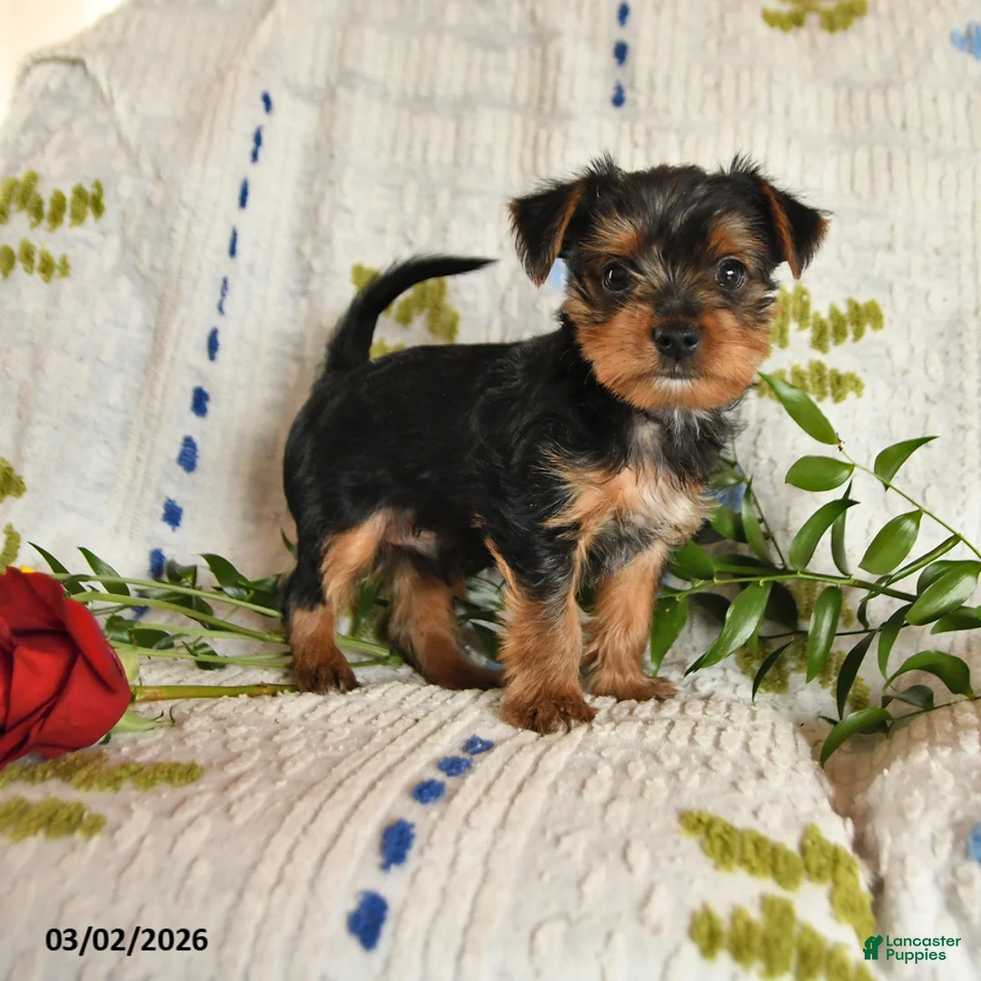Yorkshire Terrier dogs for sale: Jazzie - Ad 1