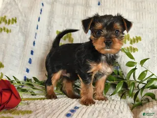 Yorkshire Terrier dogs for sale: Jazzie - Ad 1