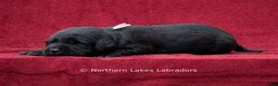 Labrador Retriever dogs for sale: Nikki - Ad 3