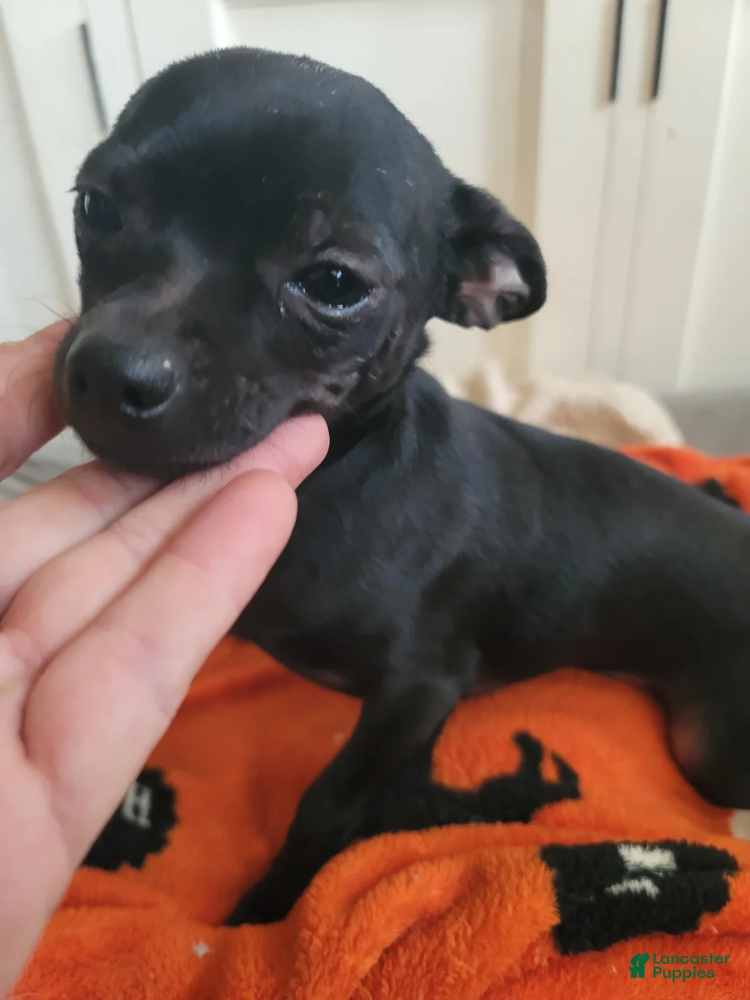 Chihuahua dogs for sale: Chihuahua Puppy 1 - Ad 2