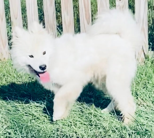Samoyed