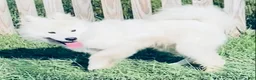 Samoyed dogs for sale: Samoyed 1 - Ad 1