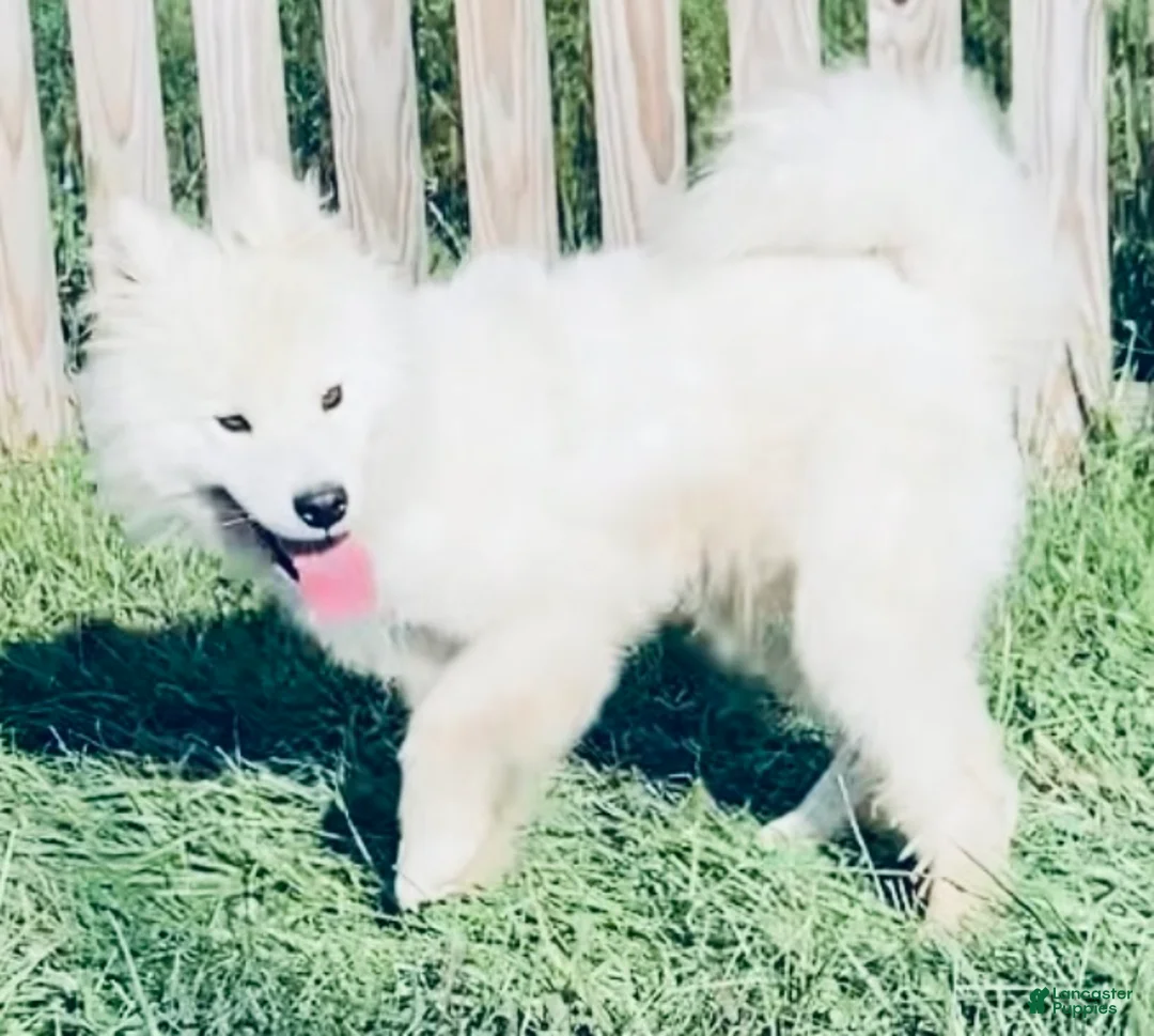 Samoyed dogs for sale: Samoyed 1 - Ad 1
