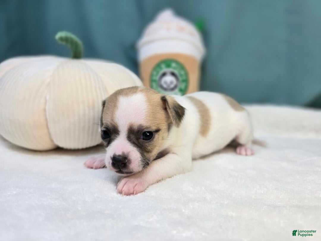 Chihuahua dogs for sale: Gigi - Ad 4