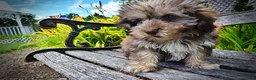 Havapoo dogs for sale: Fancy - Ad 8