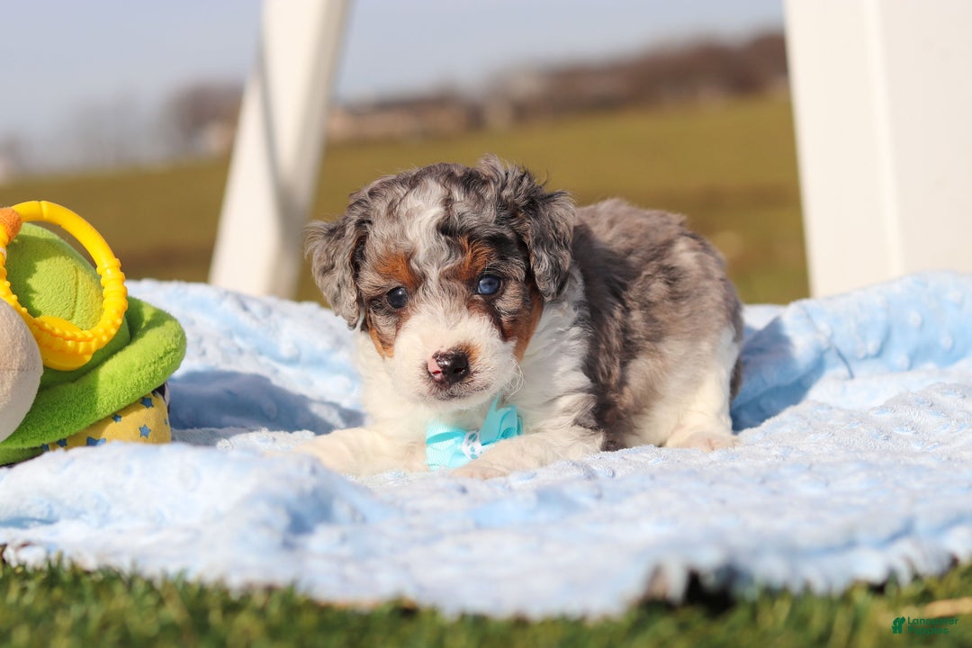 Mini Bernedoodle dogs for sale: Elmo - Ad 1