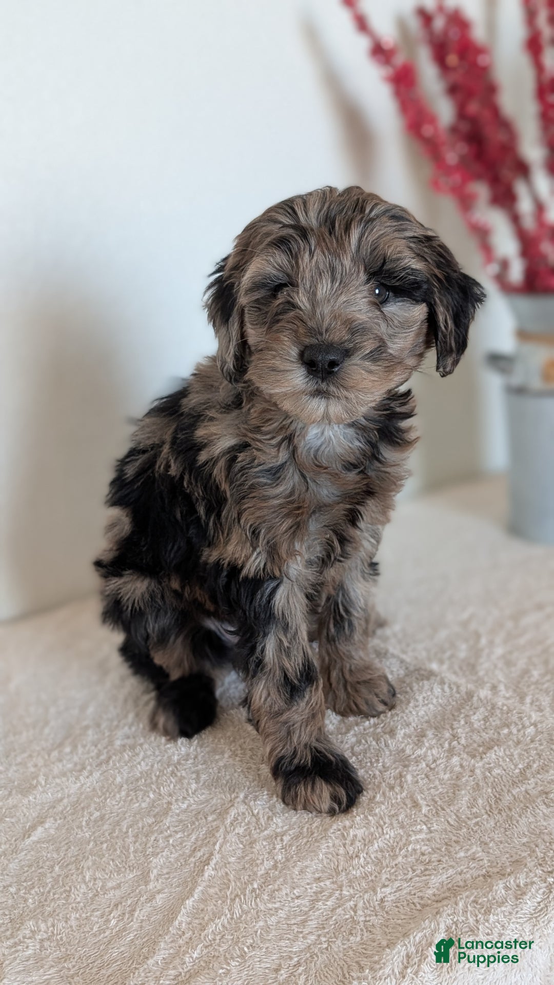 Mini Bernedoodle dogs for sale: Viola - Ad 5
