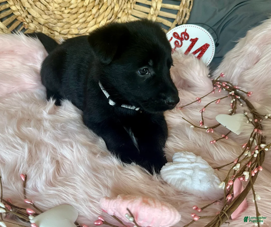 German Shepherd dogs for sale: Aster - Ad 5