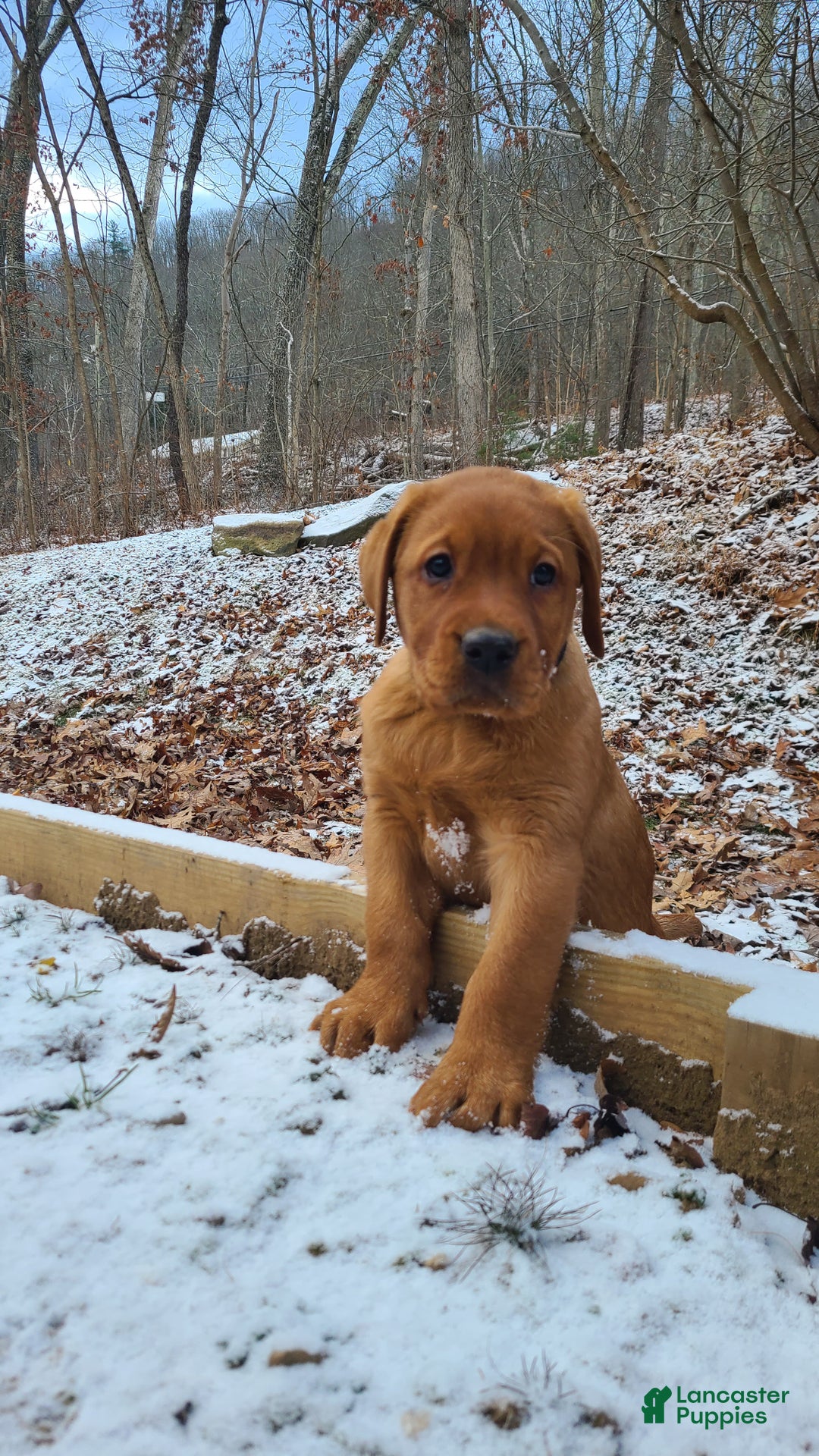 Labrador Retriever dogs for sale: Snip - Ad 2