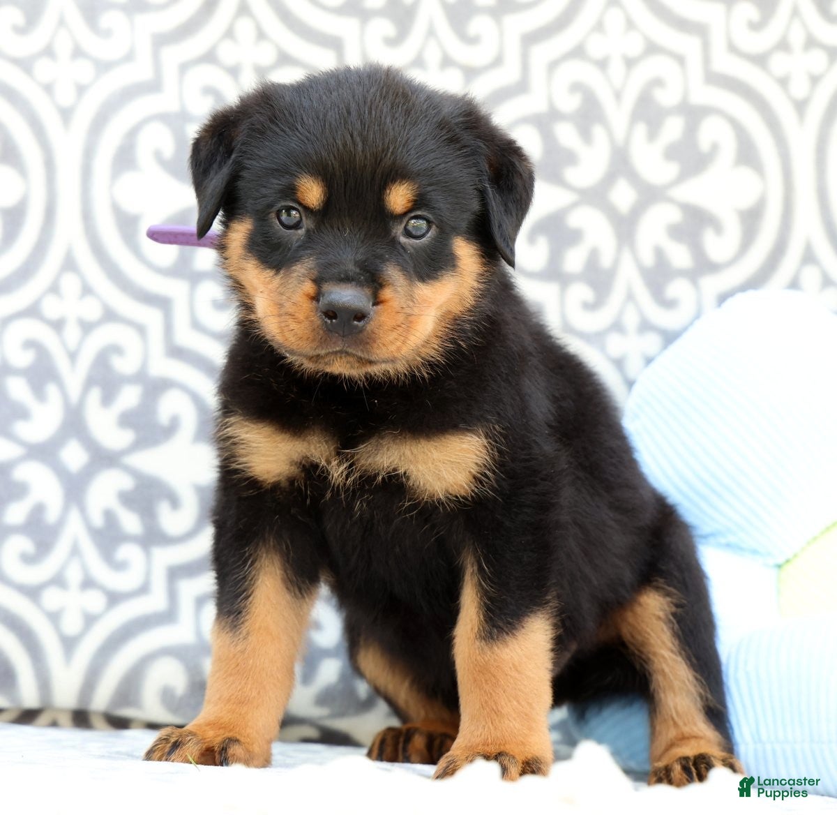 Rottweiler dogs Jasper - Ad 1