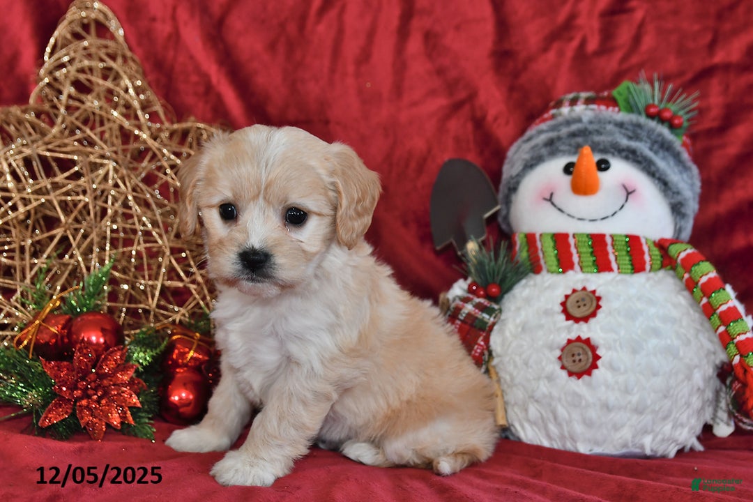 Cavachon dogs for sale: Anika Faith - Ad 3