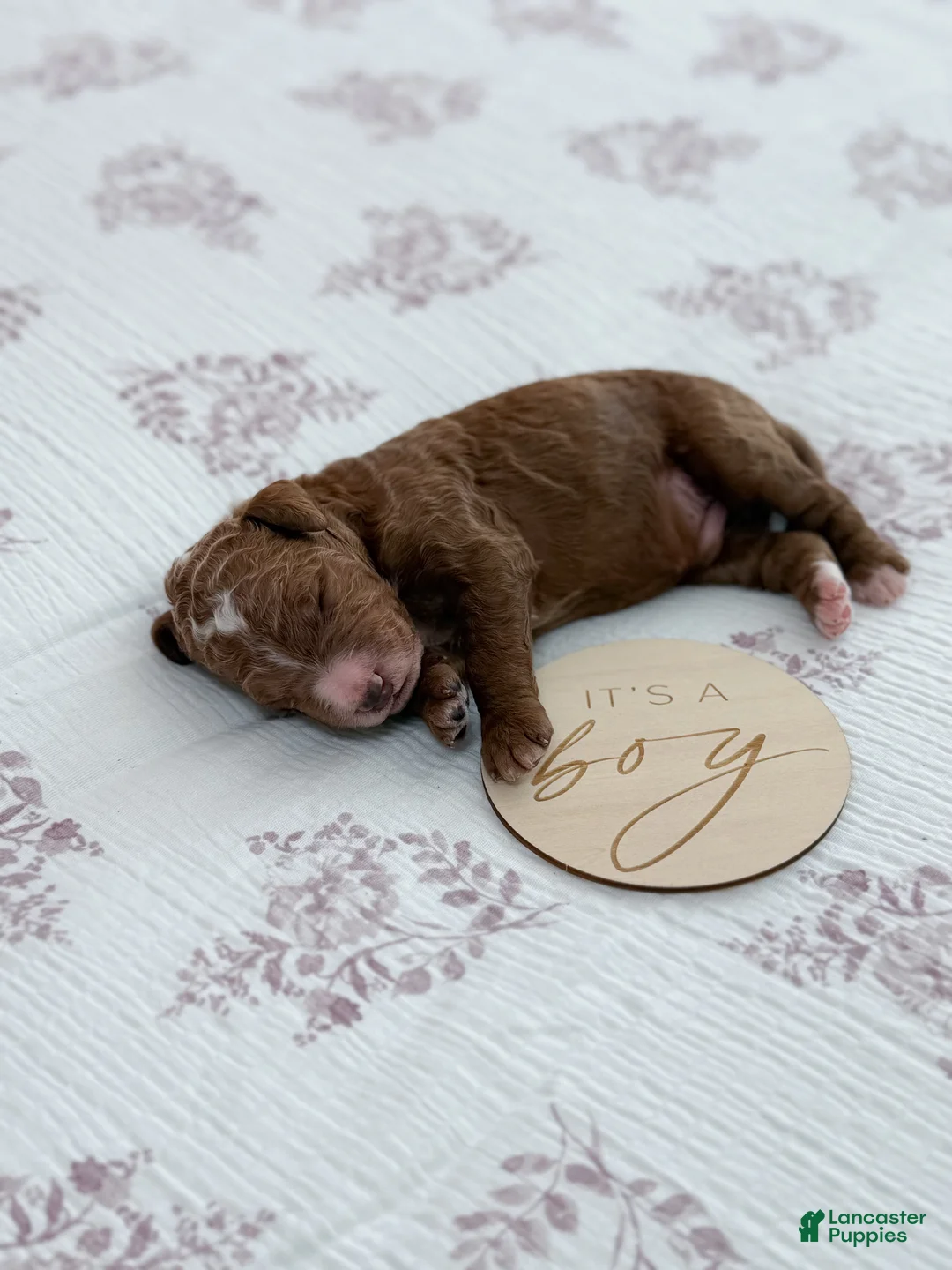 Goldendoodle dogs for sale: Lewis  - Ad 3