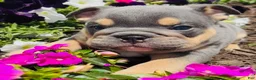 English Bulldog dogs for sale: Blue Boy  - Ad 5