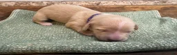 Miniature Dachshund dogs for sale: Ginger- Green - Ad 5