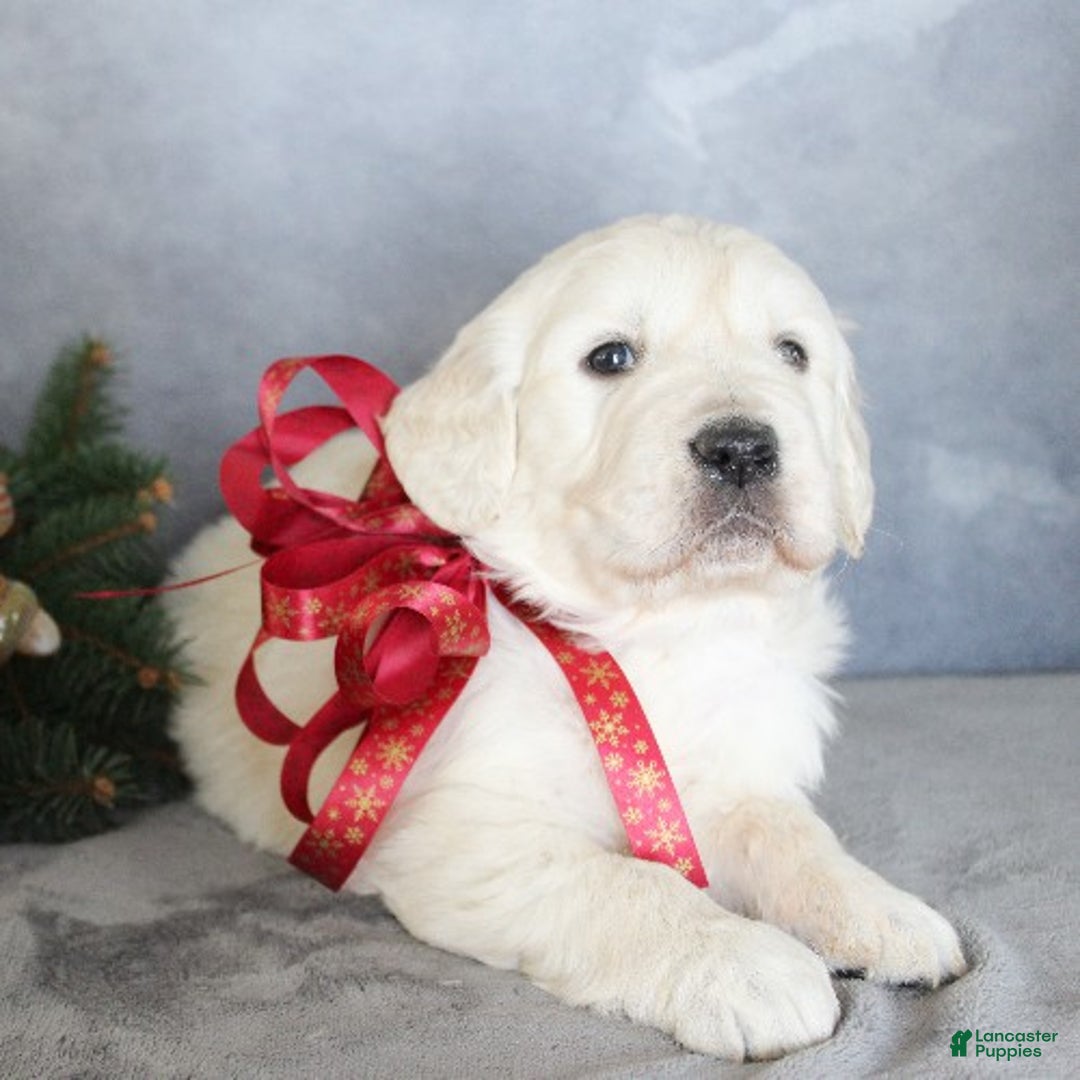 Golden Retriever dogs for sale: Aston - Ad 4