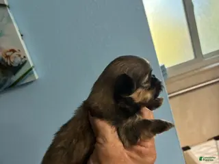 Shih Tzu dogs for sale: Shih Tzu Puppy 4 - Ad 1