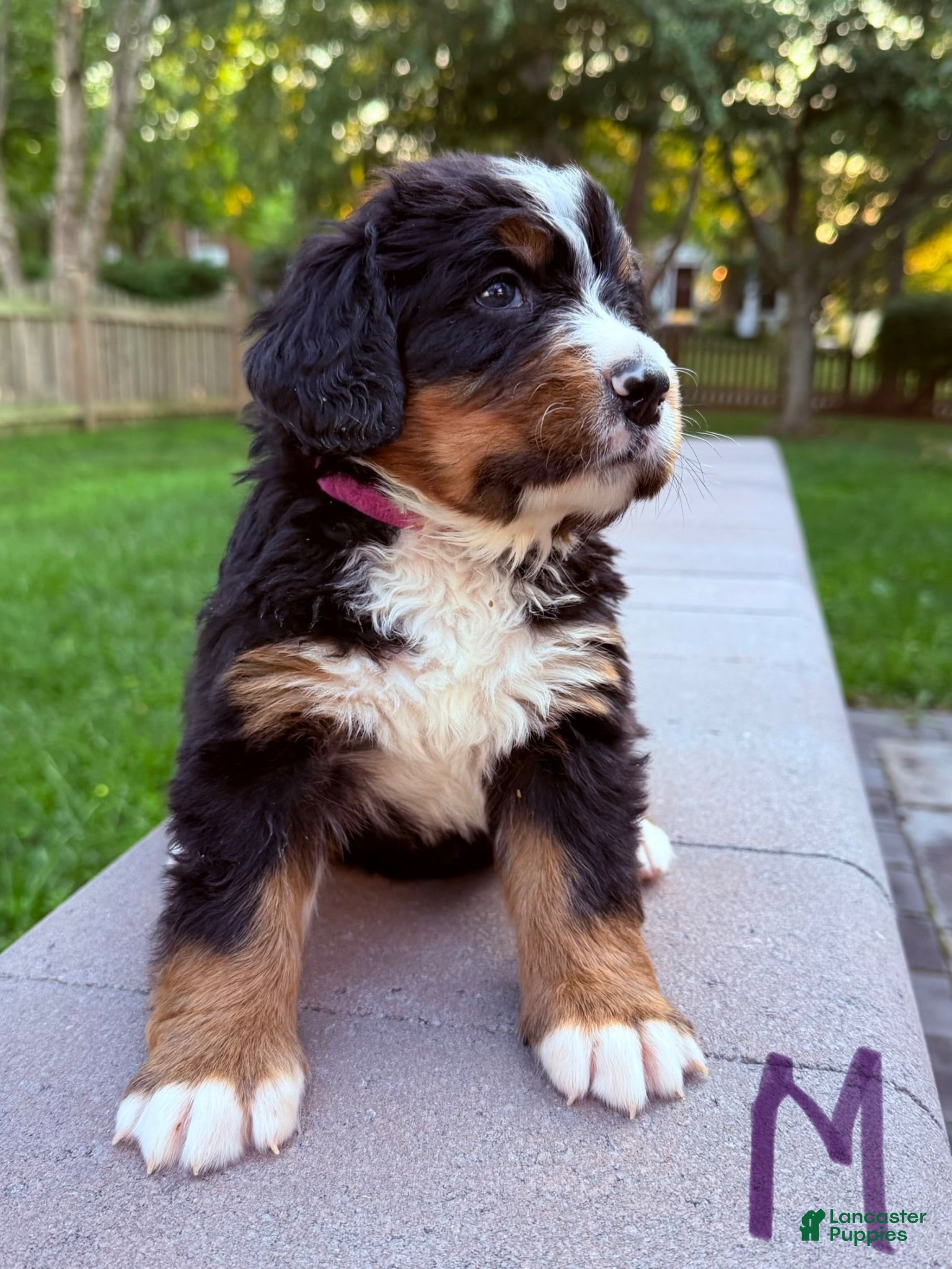 Bernese Mountain Dog dogs Bernese Mountain Dog 3 - Ad 7