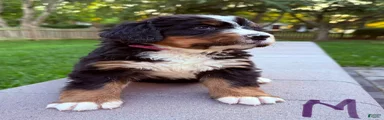 Bernese Mountain Dog 3