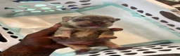 French Bulldog dogs for sale: French Bulldog 1 - Ad 2