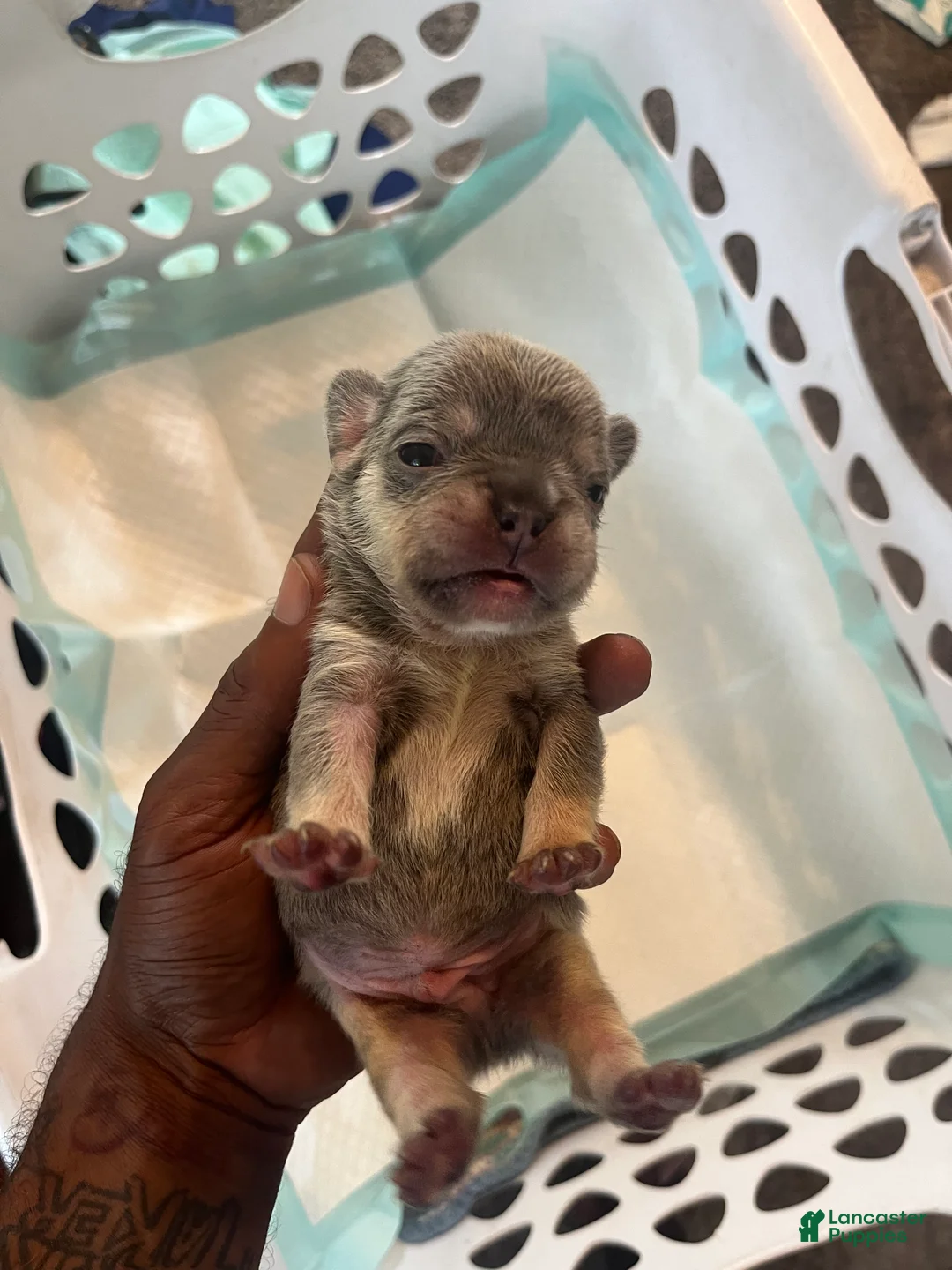French Bulldog dogs for sale: French Bulldog 1 - Ad 2