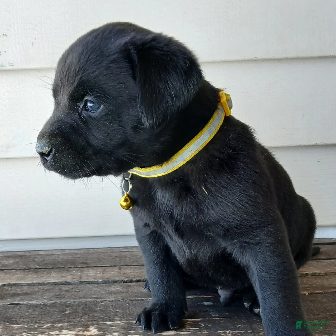 Labrador Retriever dogs for sale: RUBBLE - Ad 4