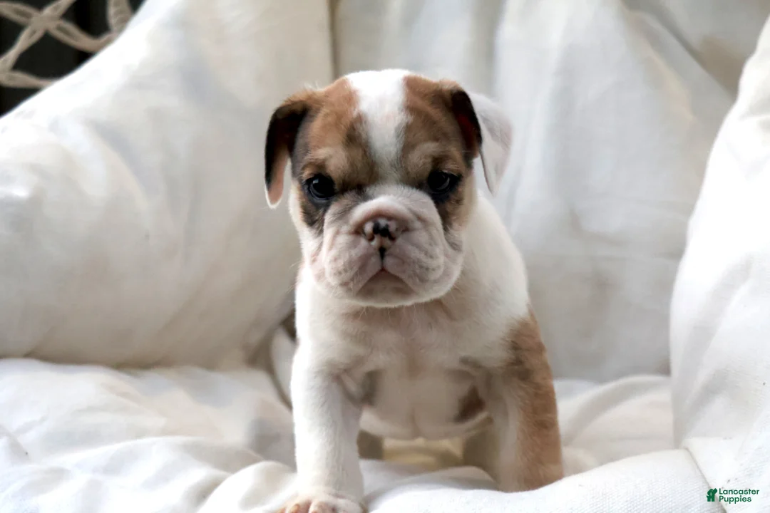English Bulldog dogs for sale: Mistral - Ad 2
