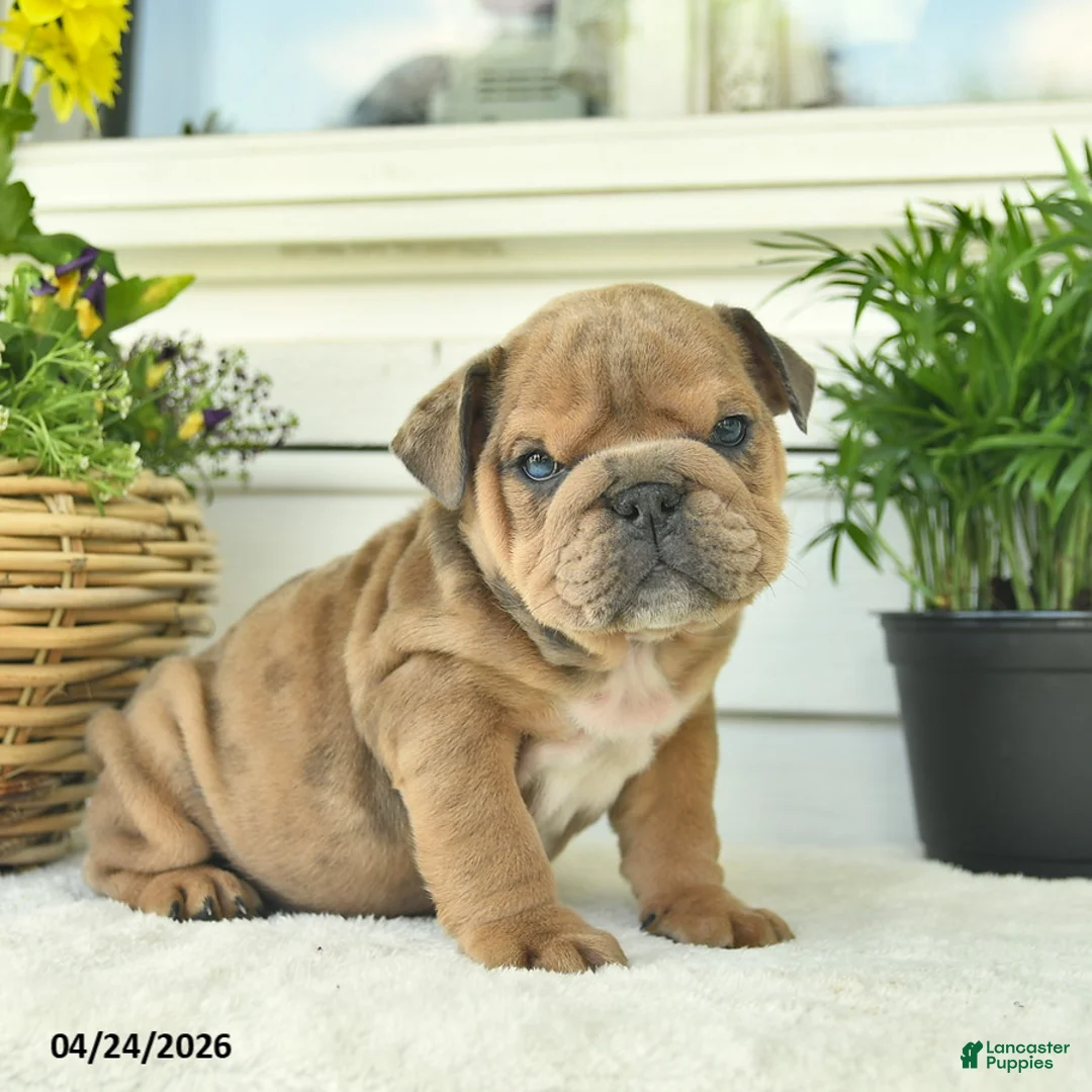 English Bulldog dogs for sale: Lincoln  - Ad 2