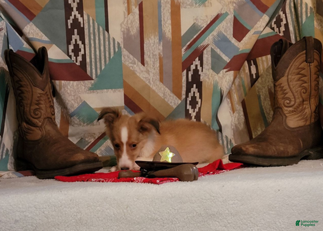 Shetland Sheepdog dogs for sale: Skippy - Ad 1