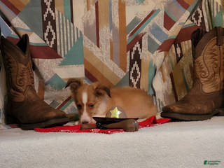 Shetland Sheepdog dogs Skippy - Ad 8