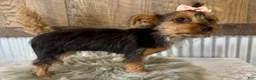 Yorkshire Terrier dogs for sale: Sage - Ad 9