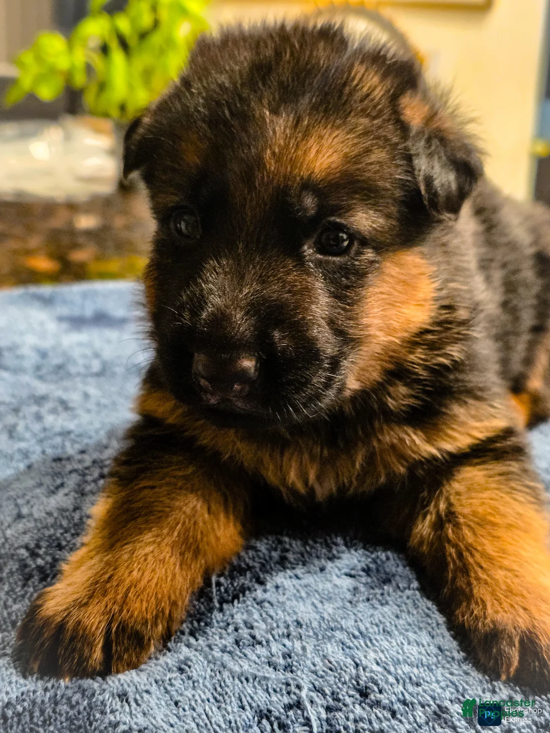 German Shepherd dogs for sale: German Shepherd Puppy 6 - Ad 1