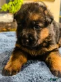 German Shepherd Puppy 6
