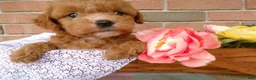 Cockapoo dogs for sale: Connie - Ad 4