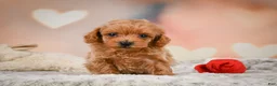 Toy Poodle dogs for sale: Joey - Ad 11