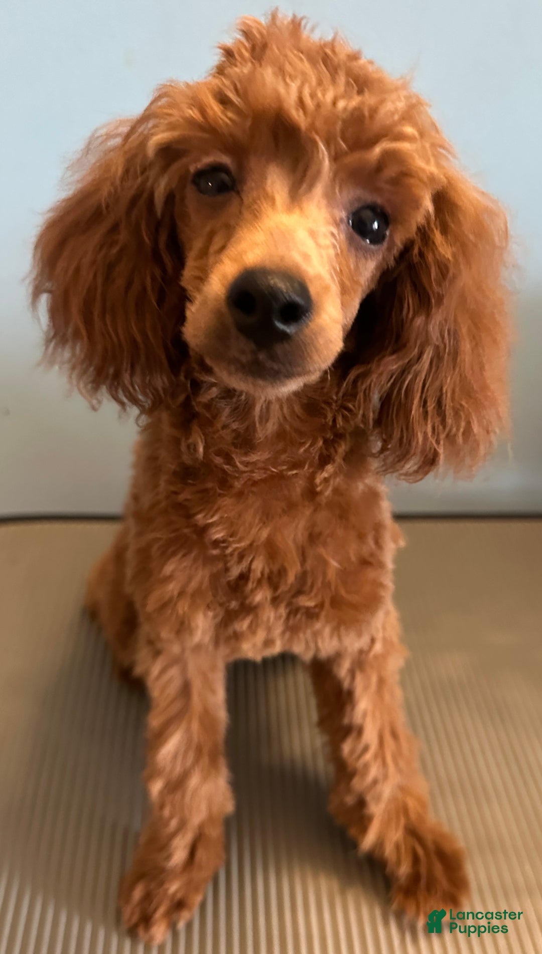 Toy Poodle dogs for sale: Charlie - Ad 3