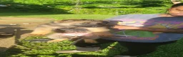 Mixed Breed dogs for sale: Mixed Breed 1 - Ad 1