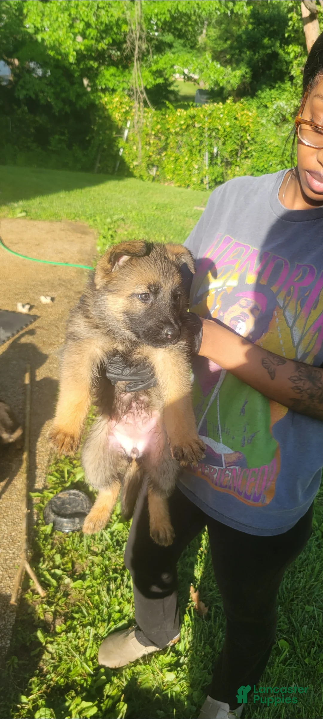 Mixed Breed dogs for sale: Mixed Breed 1 - Ad 1