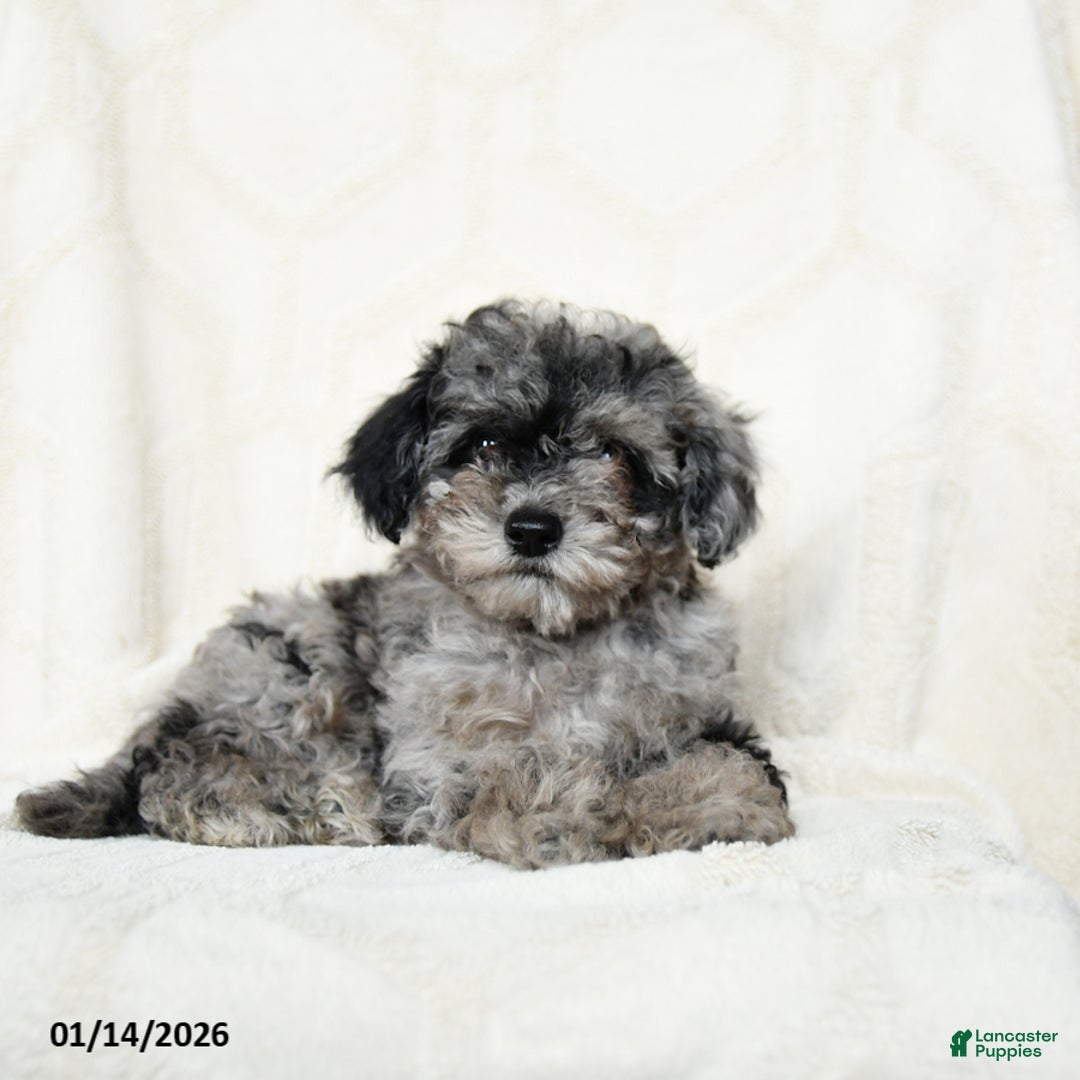 Miniature Poodle dogs for sale: Arctic  - Ad 3
