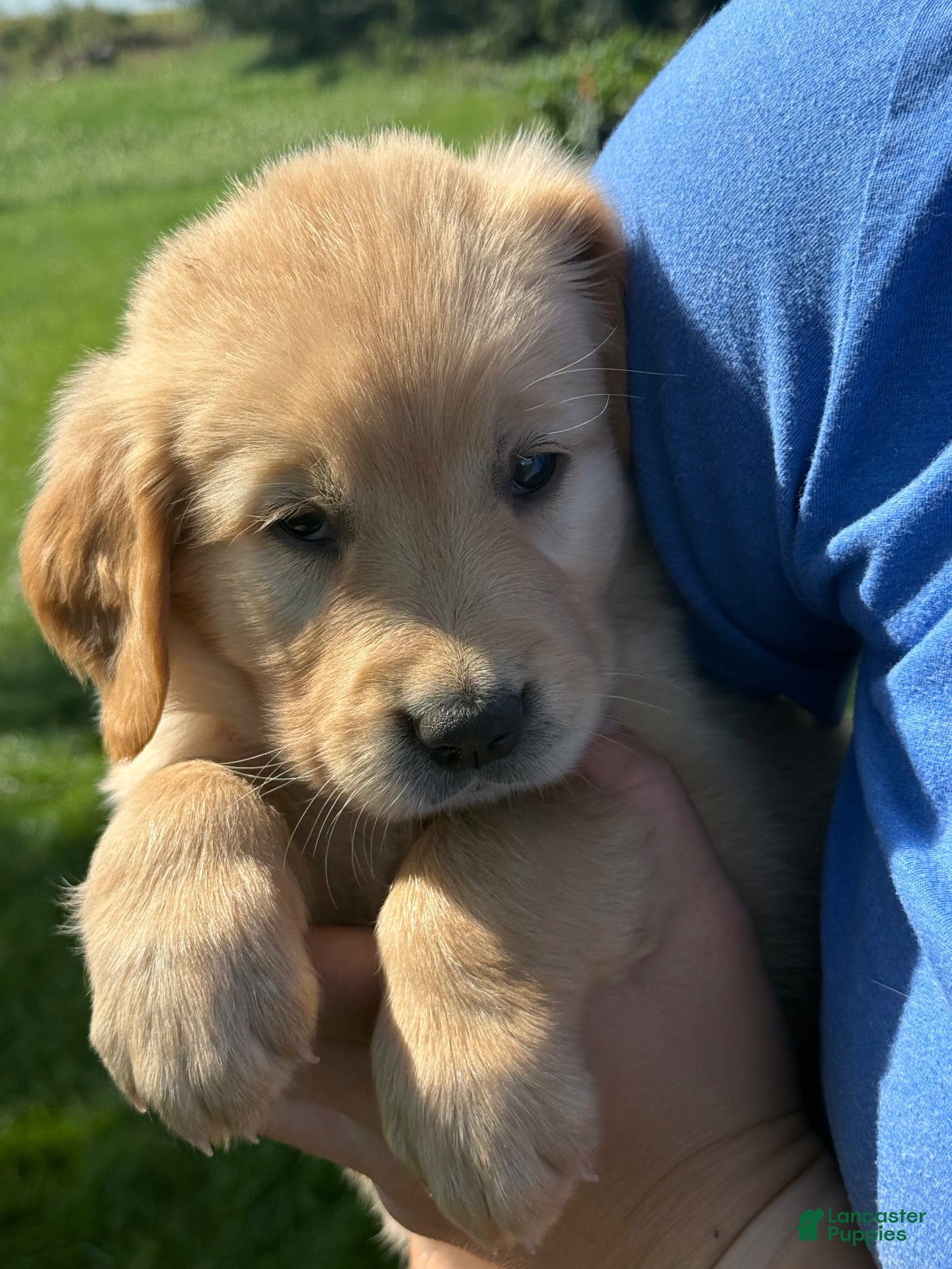 Golden Retriever dogs Pink Collar  - Ad 16