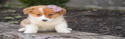 Welsh Corgi Pembroke dogs for sale: Mercy Welsh Corgi Pembroke  - Ad 5