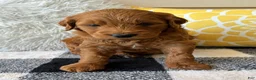 Mini Goldendoodle dogs for sale: Mini Goldendoodle “Milo” - Ad 4