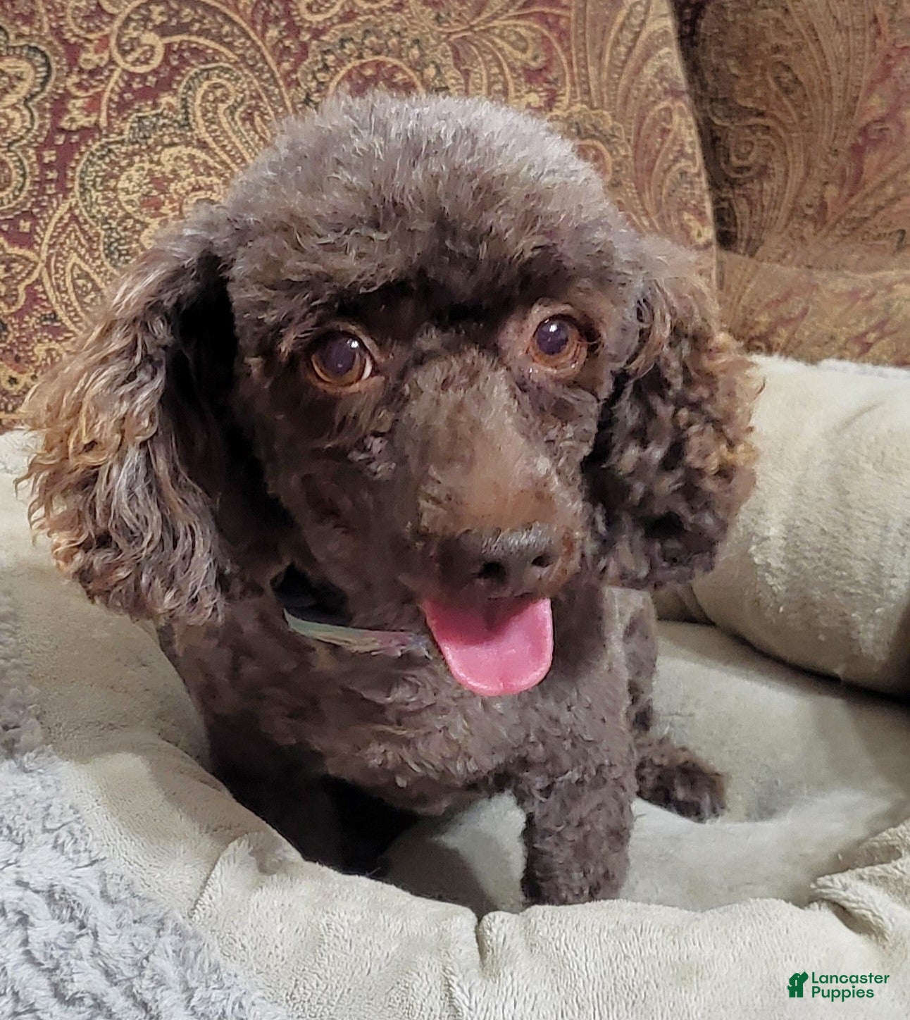 Miniature Poodle dogs Mopsy - Ad 1