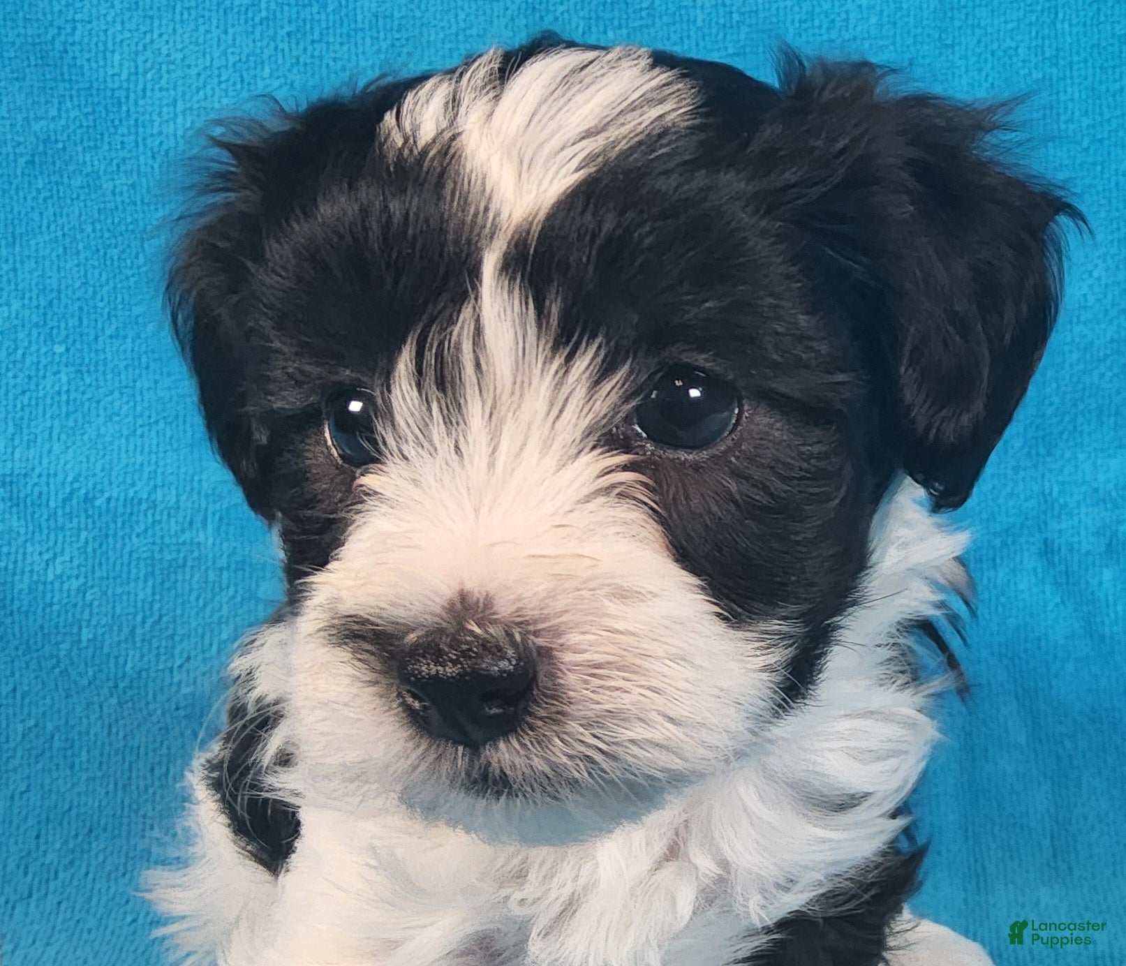 Yorkiepoo dogs Cosmo Jon - Ad 35