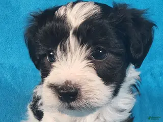 Yorkiepoo dogs Cosmo Jon - Ad 35